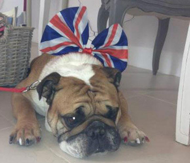Coco, o cão da família Beckham.jpg