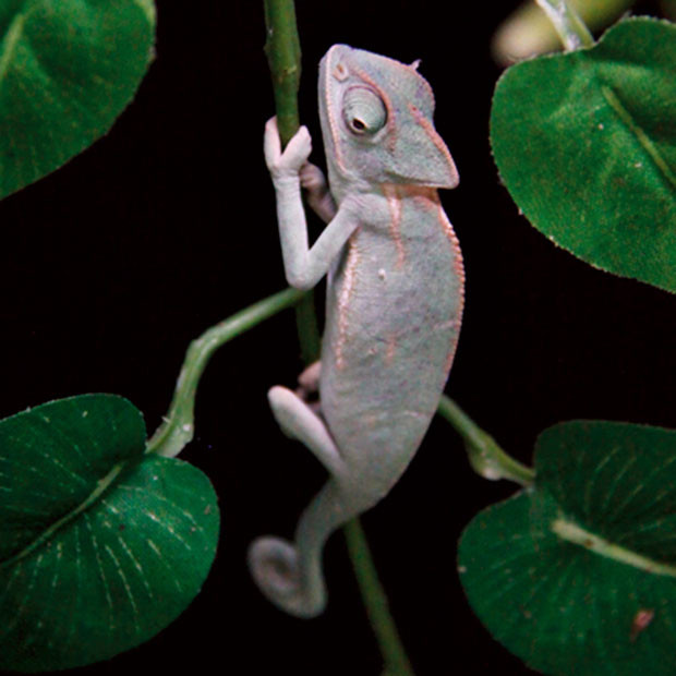 4-animais_exoticos_06_400x4.jpg