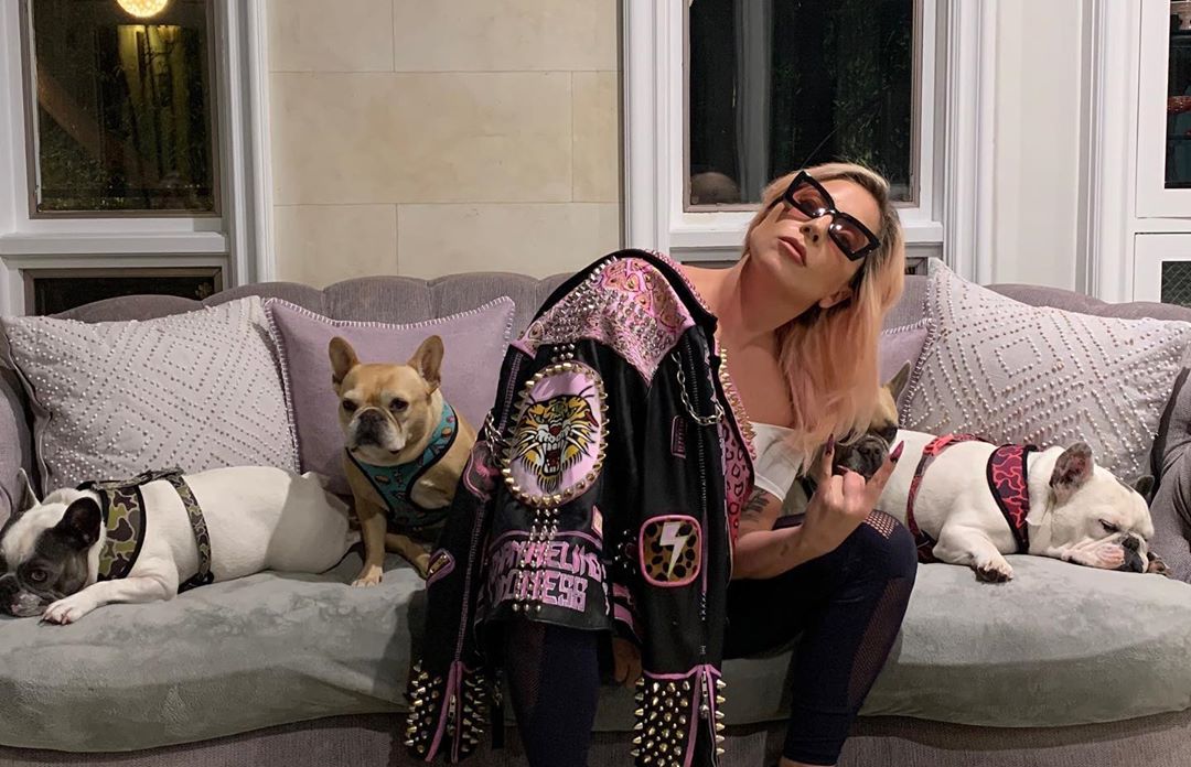 Lady Gaga apresenta novo c&atilde;o da ra&ccedil;a Bulldog Franc&ecirc;s