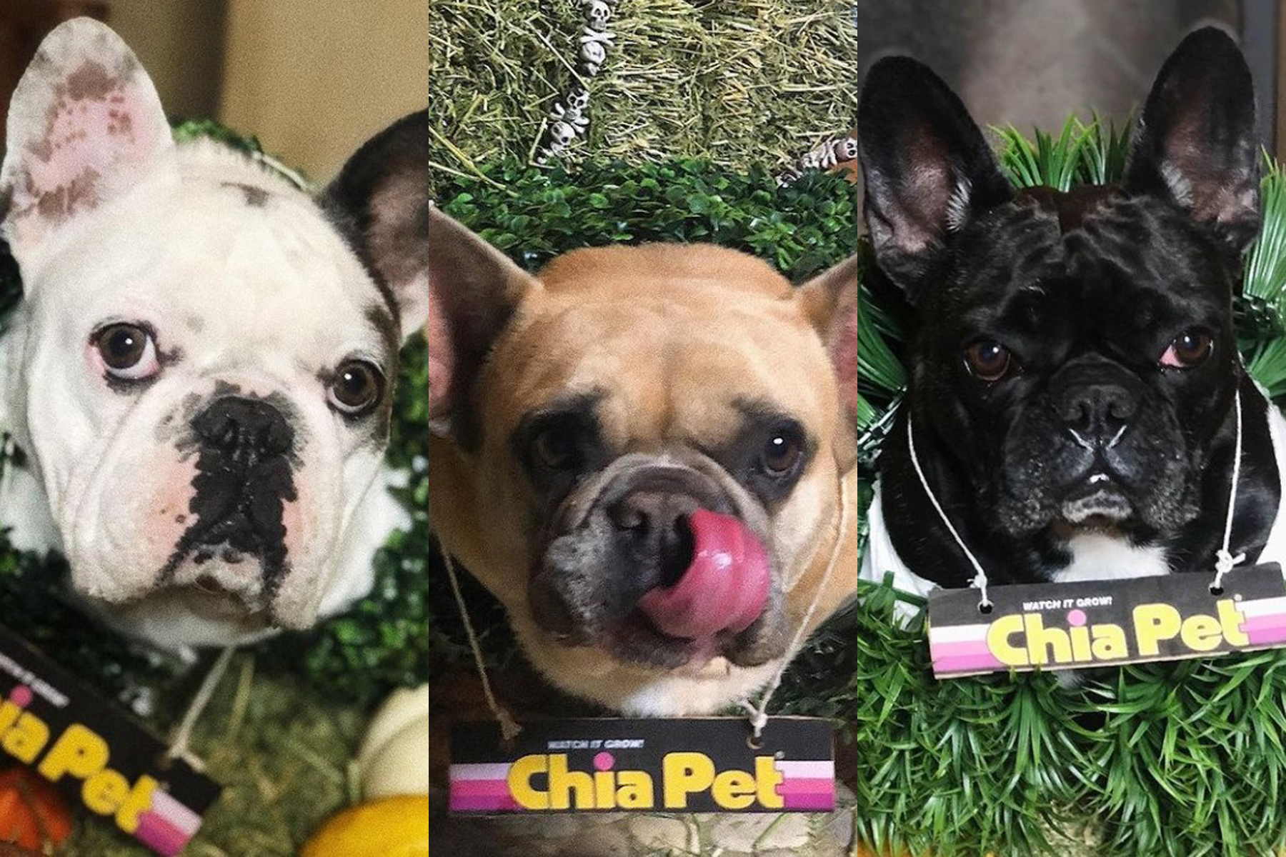 Os cães de Lady Gaga