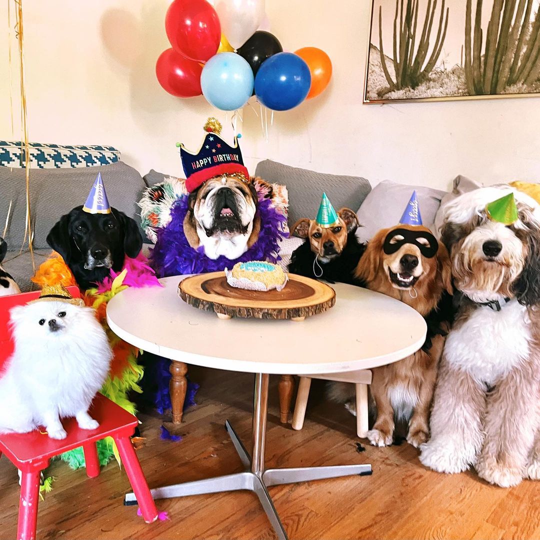 O aniversário do cão de Lewis Hamilton, que fatura cerca de 800 euros por dia em publicidade